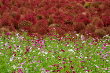 秋のコスモスとコキアの共演