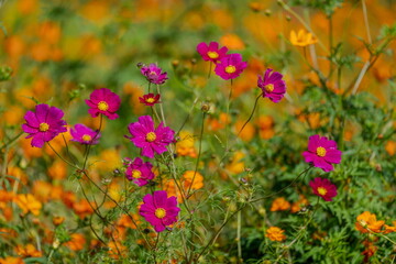 秋を彩るコスモス