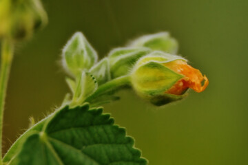 Macro close-up of an orange wild flower bud of Sida plant from the Malvaceae family, showing hairy leaves and delicate texture. Captured in Bangladesh.