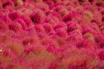 秋を彩るコキアの紅葉