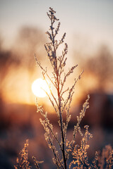 Winter in the Harz mountains