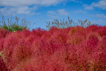 ススキとコキアの共演
