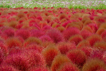 秋を彩るコキアの紅葉