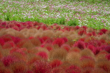 秋を彩るコキアの紅葉とコスモスの共演