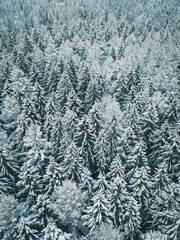 Winter in the Harz mountains