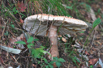 Oonitengutake with an overwhelming presence in the dimly lit forest