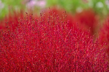 秋を彩るコキアの紅葉