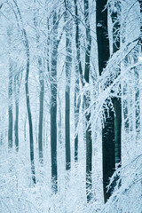 Winter in the Harz mountains