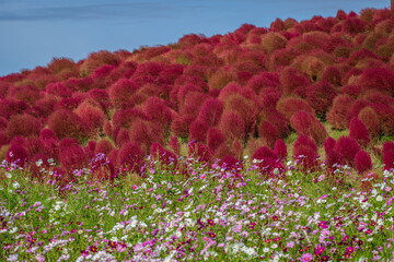 秋のコスモスとコキアの共演