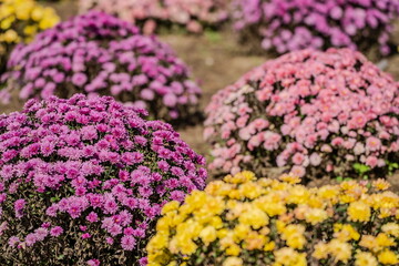 秋のマルチフローラマムの花