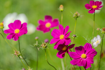 秋を彩るコスモス