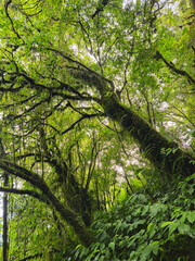 Fototapeta premium The trees in the dense forest on the highlands are densely packed and covered with thick moss all over their trunks and branches, adding to the mysterious impression of the forest.