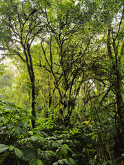 The trees in the dense forest on the highlands are densely packed and covered with thick moss all over their trunks and branches, adding to the mysterious impression of the forest.