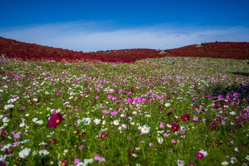 色とりどりのコスモス畑とコキアの紅葉