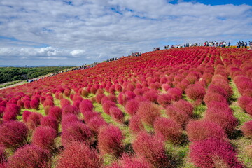 秋を彩るコキアの紅葉