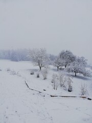 Snow Covered Trees and Landscape on a Foggy Winter Day