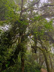 The trees in the dense forest on the highlands are densely packed and covered with thick moss all over their trunks and branches, adding to the mysterious impression of the forest.
