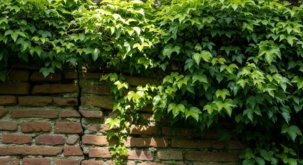 Green Ivy Leaves Climbing Old Red Brick Wall in Natural Outdoor Setting