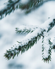Winter in the Harz mountains