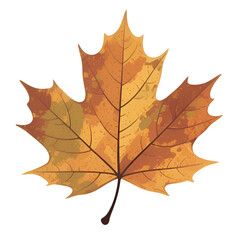 Obraz premium autumn maple leaf