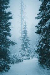 Winter in the Harz mountains