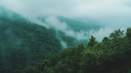 Misty mountain range, dense forest