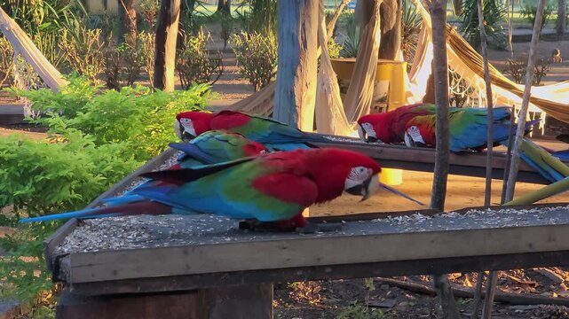 Red-and-green macaw (Ara chloropterus), known as green-winged macaw, large, mostly-red macaw of genus Ara. Corumba, South Pantanal, Mato Grosso do Sul. Brazil. Brazilian wildlife and birdwatching.