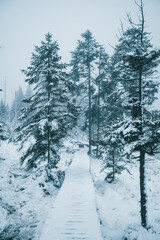 Winter in the Harz mountains