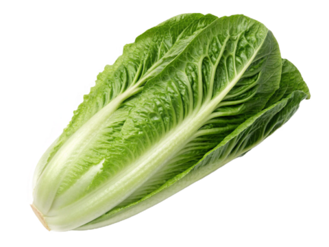 Baby cos lettuce romaine isolated on