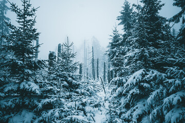 Winter in the Harz mountains