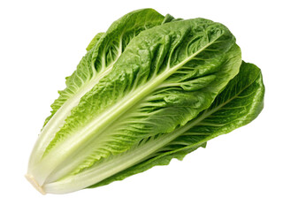 Baby cos lettuce romaine isolated on