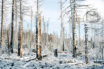 Winter in the Harz mountains