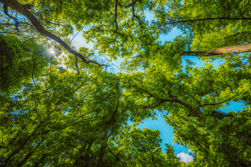 Fototapeta premium Hiking view from hill Badacsony, the highest mountain in the Tapolca basin near Lake Balaton near Badacsonytomaj.