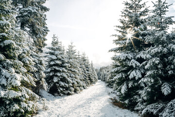 Winter in the Harz mountains