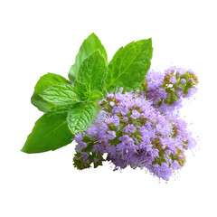 Close-up of mint leaves and purple flowers