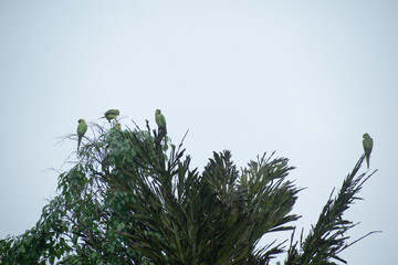 group of green parrots perched on a tree branch in natural surroundings. Symbol of unity, togetherness, and tropical wildlife