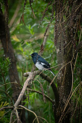 Small Songbird Oriental Magpie Robin Sitting Outdoors