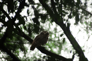 Nocturnal Little Owl Sitting Quietly in Forest Shadows