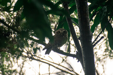 Nocturnal Little Owl Sitting Quietly in Forest Shadows