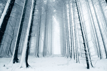 Winter in the Harz mountains