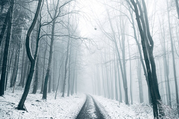 Winter in the Harz mountains