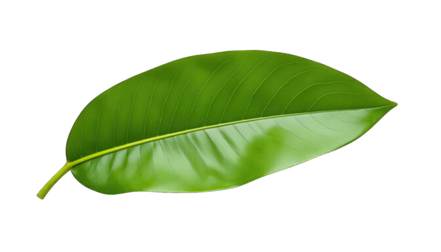 Single Green Leaf with Yellow Stem on Black Background isolated on a transparent background
