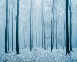 Winter in the Harz mountains
