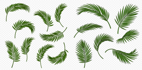 Collection of lush green palm fronds, isolated on white background, various sizes and orientations.