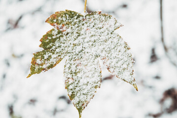 Winter in the Harz mountains