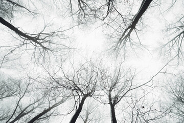 Winter in the Harz mountains