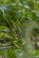 Sojabohne, Edamame