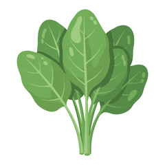 Fresh green spinach leaves with water droplets &ndash; flat illustration