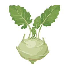 Green kohlrabi with leaves &ndash; flat illustration