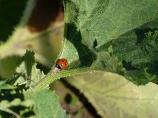 Bright Ladybug Climbing a Green Plant Stem